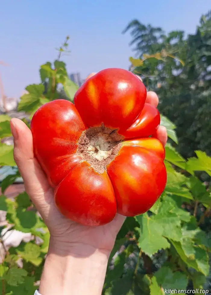 En marcha sobre Georgia. Sobre tomates.