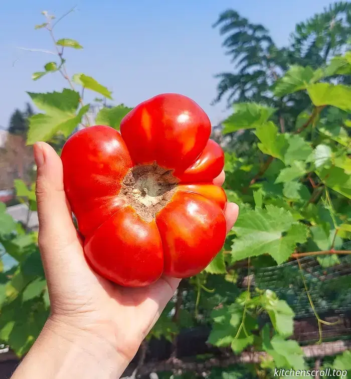 A tutta velocità sulla Georgia. Sui pomodori.